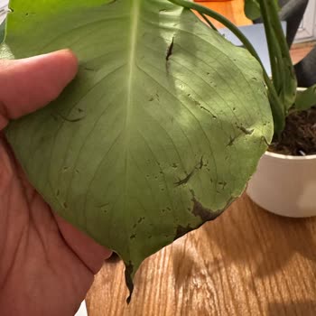 Ozensiz Çiçek Teslimatı Ve Çözümsüz Müşteri Hizmetleri Deneyimi