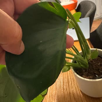 Ozensiz Çiçek Teslimatı Ve Çözümsüz Müşteri Hizmetleri Deneyimi