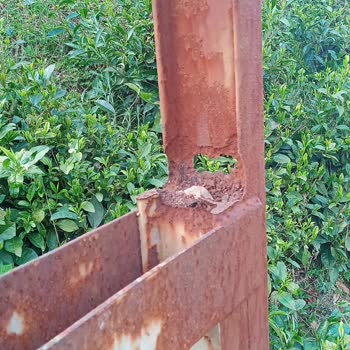 Çürümüş Elektrik Direği Tehlike Oluşturuyor