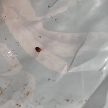 Eti Burçak Bitter Çikolatalı İçinden Böcek Çıktı!