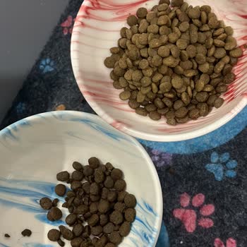 Aldığım Kedi Mamasında Farklılık Var Firma Dönüş Yapmıyor