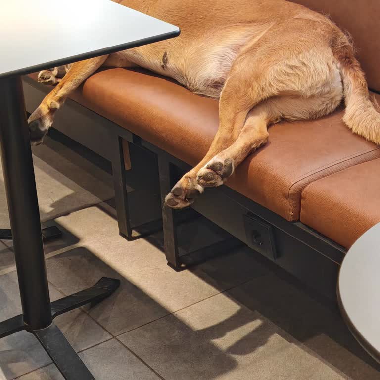 Coffy Şubede Başıboş Köpeğin Bulundurulmasından Rahatsız Oldum