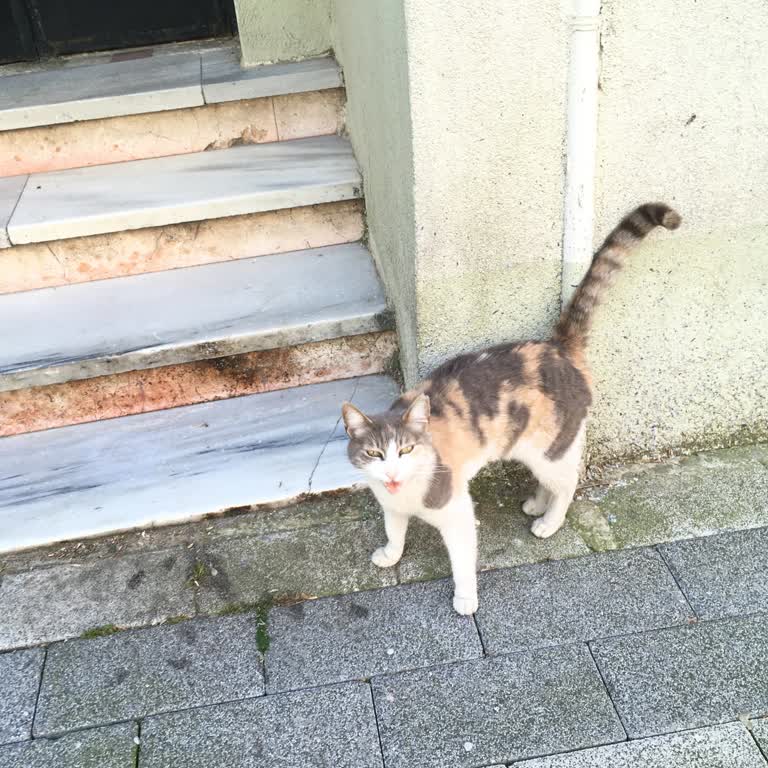 Saldırgan Sokak Kedisi İçin Etkisiz Belediye Müdahalesi Ve Çocuk Güvenliği Endişesi