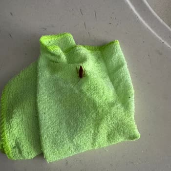 Bulaşık Makinesinden Çıkan Böcekler Büyük Hijyen Sorunu Yaşatıyor