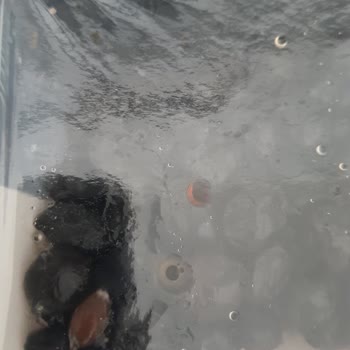 Migros Küflü Ürün Ve Yetersiz Müşteri Hizmeti Hayal Kırıklığı