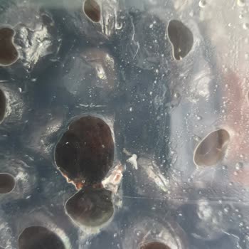 Migros Küflü Ürün Ve Yetersiz Müşteri Hizmeti Hayal Kırıklığı