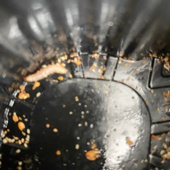 Kurabiyenin İçinden Un Kurdu Çıkmasıyla Yaşadığım Şok