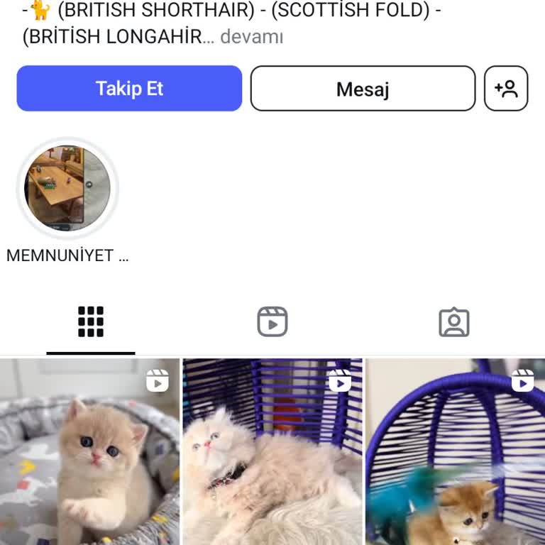 Instagram'da Kedi Sahiplenme Sürecinde Yaşanan Güven Sorunu Ve Beklenmedik Ek Ücretler