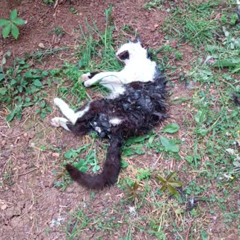 Tuzla Belediyesi'nin Sokak Köpekleri Sorununa Yetersiz Müdahalesi Ve Güvenlik Endişeleri