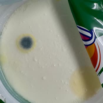 Laktozsuz Yoğurt Ürününde Küf Sorunu