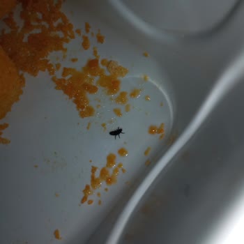 Cips Paketinden Böcek Çıkmasıyla Hayal Kırıklığı