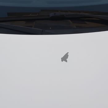 Nissan Qashqai'de Boya Atması Ve Garanti Sorunu Cevapsız Kaldı