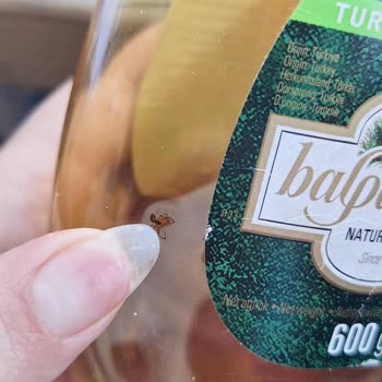 Satın Aldığım Üründen Örümcek Çıktı Hijyen Konusunda Endişeliyim