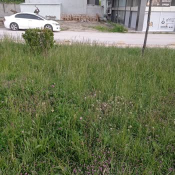 Parktaki Uzun Otlar Ve İlgisizlik Hayal Kırıklığına Yol Açtı