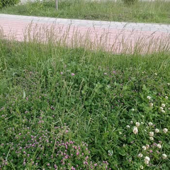 Parktaki Uzun Otlar Ve İlgisizlik Hayal Kırıklığına Yol Açtı