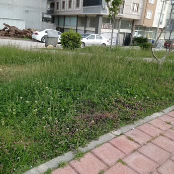 Parktaki Uzun Otlar Ve İlgisizlik Hayal Kırıklığına Yol Açtı