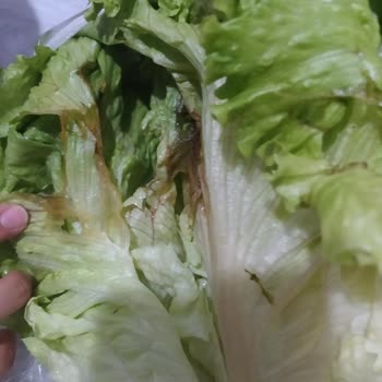 Eryaman Migros'ta Sürekli Bozuk Gıda Sorunu Ve Yetersiz Denetim