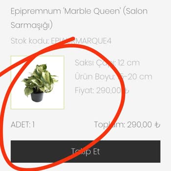 Betonish Yanlış Bitki Gönderimi Ve İlgisiz Müşteri Hizmeti Hayal Kırıklığı Yarattı