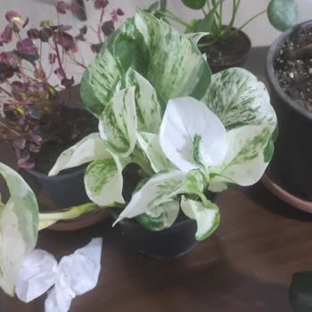 Betonish Yanlış Bitki Gönderimi Ve İlgisiz Müşteri Hizmeti Hayal Kırıklığı Yarattı