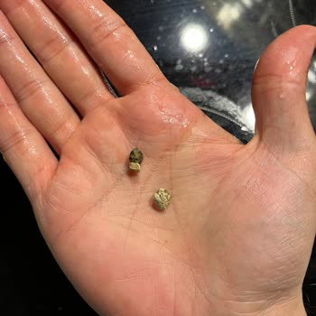 Tamek Barbunya Pilaki Ürününde Taş Çıkması Ve Kalite Kontrol Endişesi