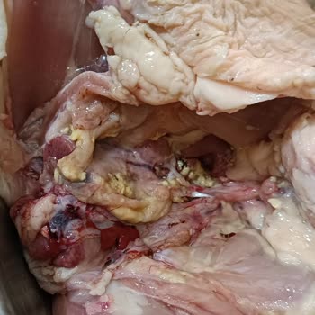 Aldığım Tavukta Sarı İltihap Kokusu Var Çocuğuma Yediremedim Açıklama Bekliyorum