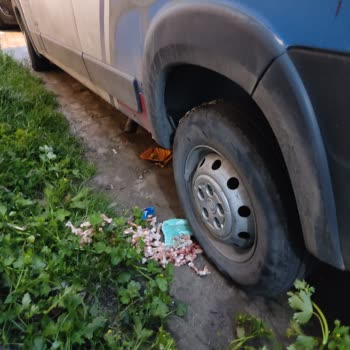 Aras Kargo Şoförünün Sokak Hayvanlarına Zarar Verici Davranışları