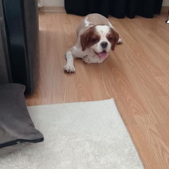 Delta Veteriner Klinik'in İşi Sadece Ticaret