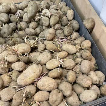 A101 Mağazada Filizlenmiş Patates Satışı ve Personel Davranışları Rahatsız Ediyor