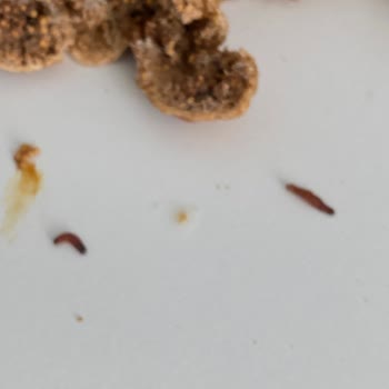 A101'den Aldığımız Kusurlu Ürünler Sağlığımızı Ve Bütçemizi Olumsuz Etkiledi