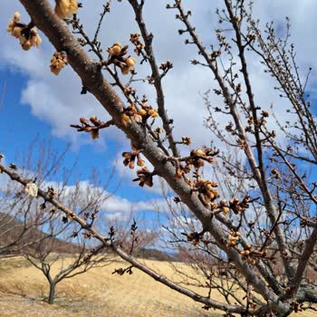 TARSİM Mağduriyeti: 14 Metre Farkla Sigorta Kapsamı Dışında Bırakıldık