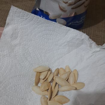 Tadım Kabak Çekirdeğinde Kalite Ve Lezzet Değişikliği Şaşırttı