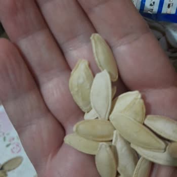 Tadım Kabak Çekirdeğinde Kalite Ve Lezzet Değişikliği Şaşırttı