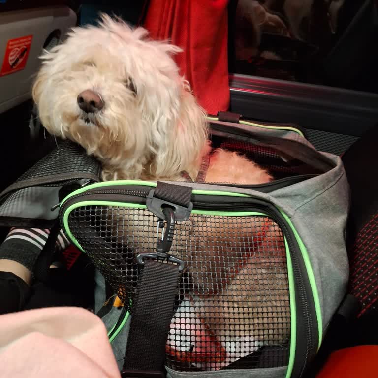 Köpeğimle Yolculukta Kaba Davranış Ve Tehditkâr Tutum