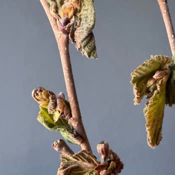 Don Afeti Sonrası Hasar İhbarıma 19 Gündür Dönüş Yapılmadı, Mağdurum