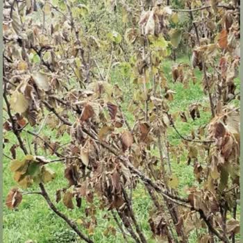 Don Afeti Sonrası Hasar İhbarıma 19 Gündür Dönüş Yapılmadı, Mağdurum