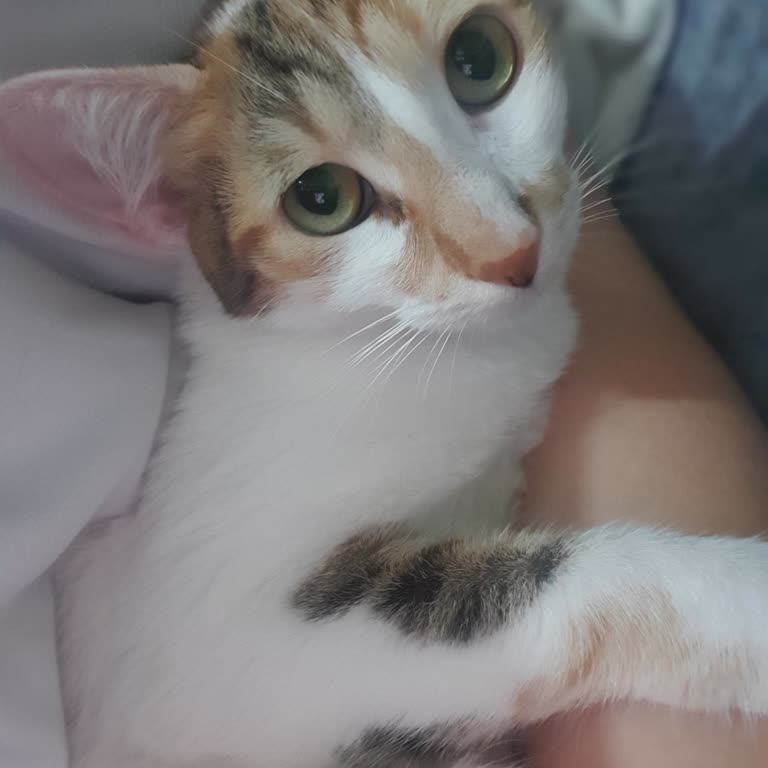 Ümraniye Belediyesi Hekimbaşı Barınağı Şikayeti