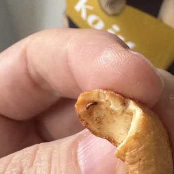 Çerezya Kajunun İçinden Kurt Çıkması Ve Hijyen Sorunu