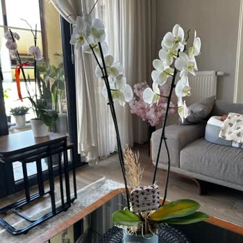 Solmuş Ve Sararmış Orkideye İlgisiz Kaldılar