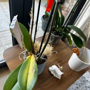 Solmuş Ve Sararmış Orkideye İlgisiz Kaldılar