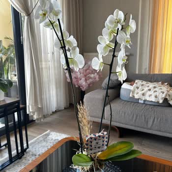 Solmuş Ve Sararmış Orkideye İlgisiz Kaldılar