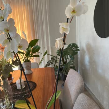 Solmuş Ve Sararmış Orkideye İlgisiz Kaldılar