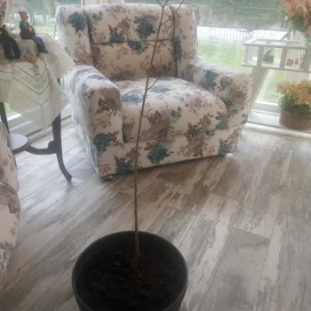 Aldığım Fidanlar Kurudu, Paramı Geri İstiyorum