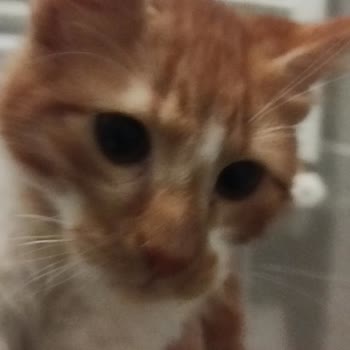 Kedimin Durumu Hakkında Çelişkili Bilgiler Ve Belirsizlik