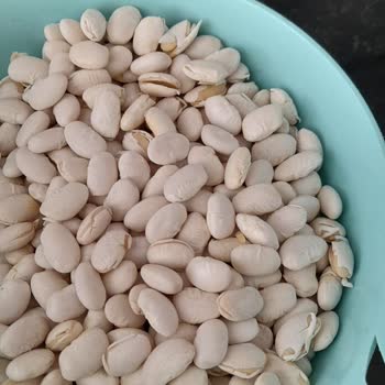 Hasata Kuru Fasulye Filizlendi, Müşteri Hizmetleri Sorunumu Çözmedi