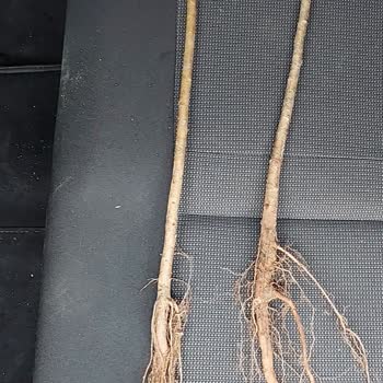 Aldığım Fidanlar Beklentimi Karşılamadı, İletişim Kuramıyorum