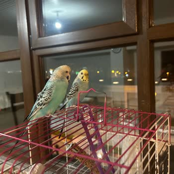 Pegasus Valiz Hasarımı Kabul Etmiyor, Mağduriyetim Giderilmiyor