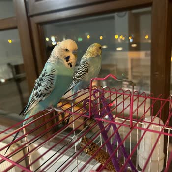 Pegasus Valiz Hasarımı Kabul Etmiyor, Mağduriyetim Giderilmiyor