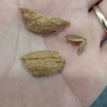 BİM'den Aldığım Ceviz Paketlerinde Sıkça Kabuğa Rastlıyorum