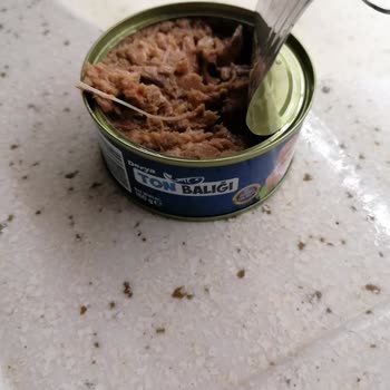 Ton Balığında Plastik Parçası Şoku: Sağlığımız Tehlikede