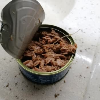 Ton Balığında Plastik Parçası Şoku: Sağlığımız Tehlikede